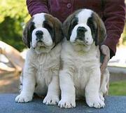 7 saint bernard PUPS ARE AVAILABLE FOR SALE IN TESTIFY KENNEL