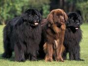 ATTRACTIVE PRICE FOR NEWFOUNDLAND PUPS IN TESTIFY KENNEL