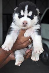 SMALLEST AMOUNT SIBERIAN HUSKY  PUPPIES FOR SALE IN TESTIFY KENNEL