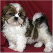 SHOW QUALITY LHASA APSO READY TO SALE OUT