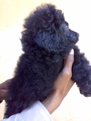 SHOW QUALITY MINI POODLE READY TO SALE OUT