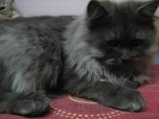 Persian Cat Black color for sale