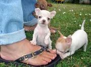 CHIHUAHUA PUPS FOR SALE IN TESTIFY KENNEL