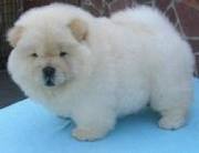 CHOW CHOW PUPS FOR SALE IN TESTIFY KENNEL