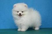 TOY POM PUPS ARE AVAILABLE FOR SALE IN TESTIFY KENNEL