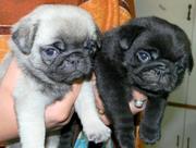 SMALLEST AMOUNT PUG  PUPPIES FOR SALE IN TESTIFY KENNEL