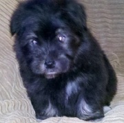 Direct Imported  Havanese Puppies available..