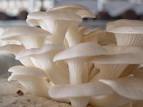 fresh and dry oyster mushrooms for sale