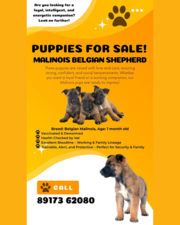 Malinois Belgian Shepherd Puppies for Sale!
